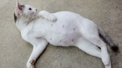 6 Známky, pro které může pozorný majitel určit těhotenství kočky
